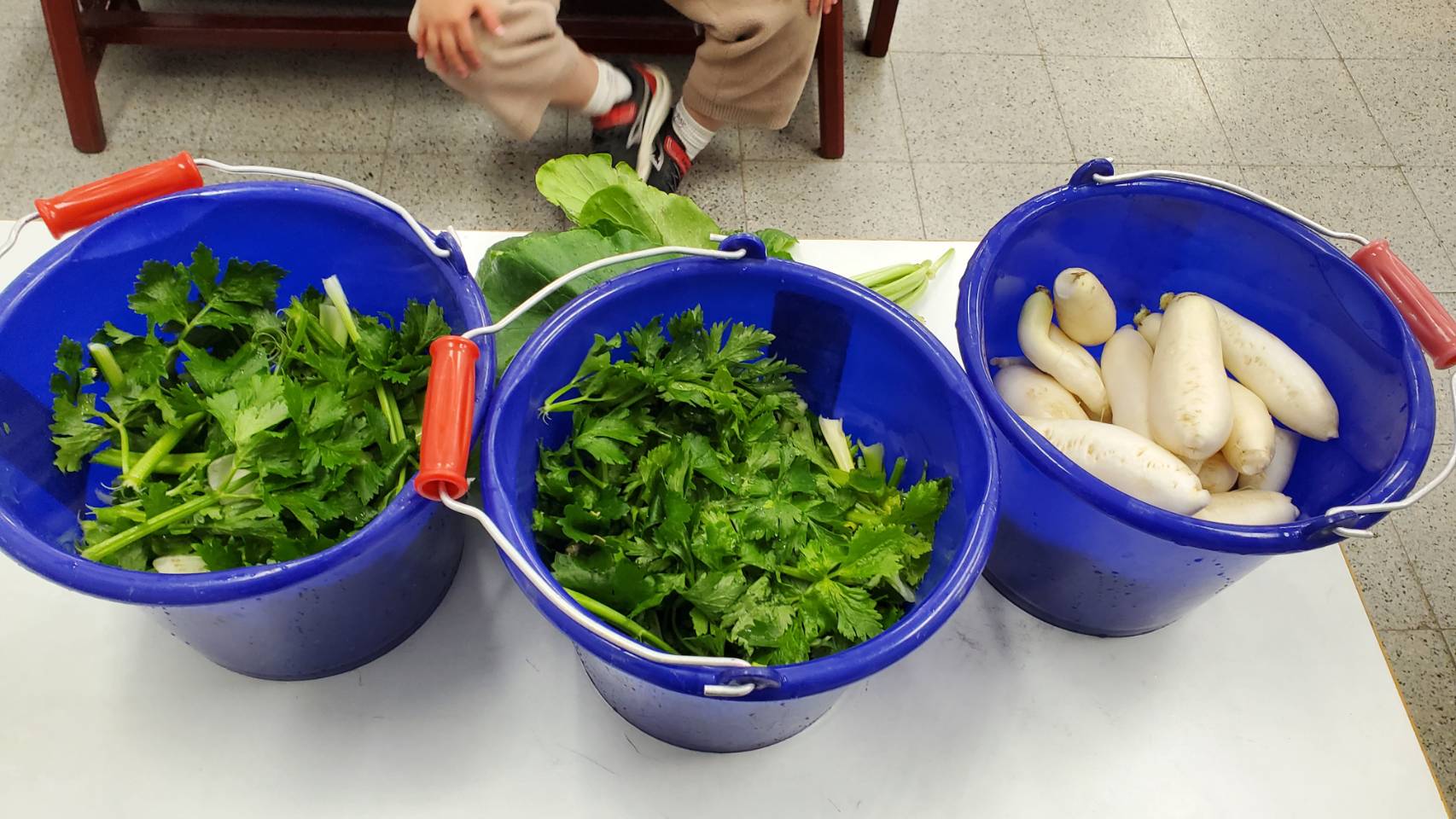 二:全身是寶的好蘿蔔