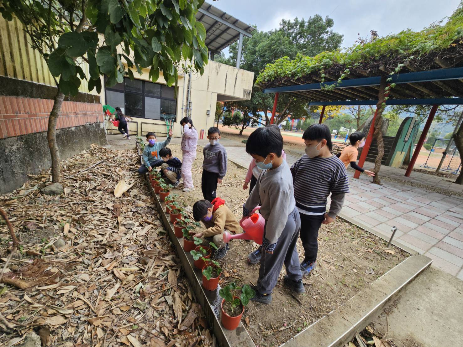 小朋友親自種下自己的草莓